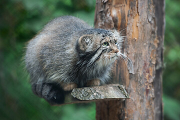 Pallas's cat (Otocolobus manul). Manul is living in the grasslands and montane steppes of Central Asia. Portrait of cute furry adult manul. Instinct to hunt