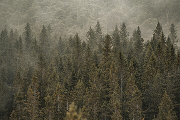 Forest in fog at a mountainside in Norway