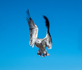 Closeup of checkered seagull flying with raised wings in front of blue sky