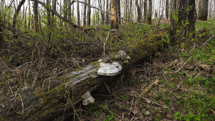 A tinder fungus on the trunk of a fallen tree.