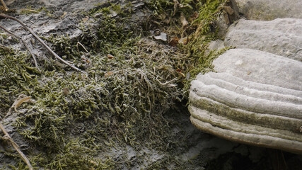 A tinder fungus on the trunk of a fallen tree.