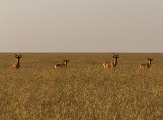 hartebeest family standing in savannah during sunrise (masai mara)