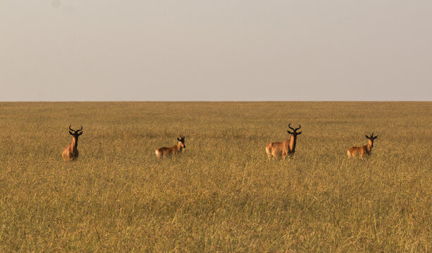 hartebeest family standing in savannah during sunrise (masai mara)