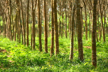 Rubber trees in Thailand