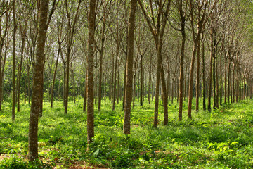 Fototapeta na wymiar Rubber trees in Thailand