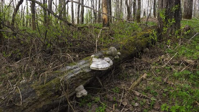 A tinder fungus on the trunk of a fallen tree.