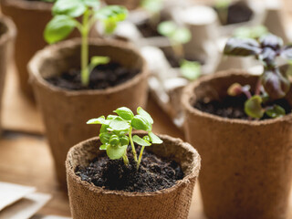 Basil seedlings in biodegradable pots on wooden table. Green plants in peat pots. Baby plants sowing in small pots. Trays for agricultural seedlings.