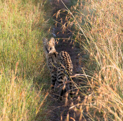 Serval cat on the hunt in the savannah during sunrise (masai mara)