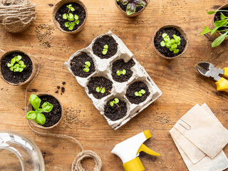 Basil seedlings in biodegradable pots on wooden table. Top view on green plants in peat pots and agricultural tools.