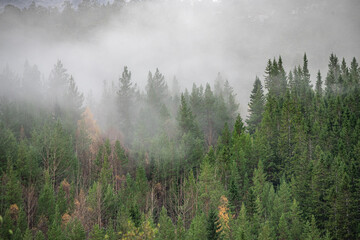 Forest in fog at a mountainside in Norway