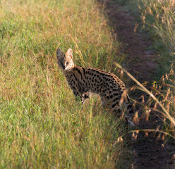 Serval cat on the hunt in the savannah during sunrise (masai mara)