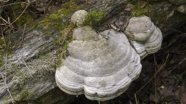 A tinder fungus on the trunk of a fallen tree.