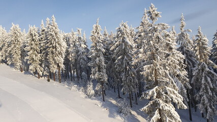 Winter landscape with snowy trees