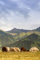 A herd of rams grazes in the Qazaqstan mountains meadows. Jailau view with vertical copy space.