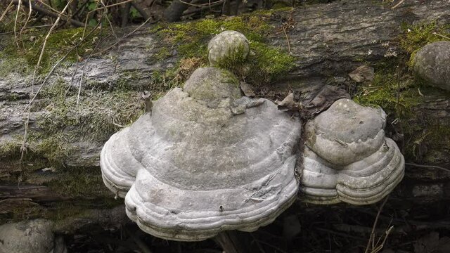 A tinder fungus on the trunk of a fallen tree.