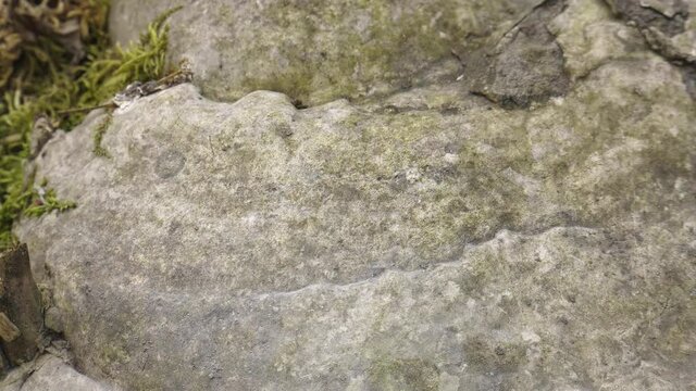 A tinder fungus on the trunk of a fallen tree.