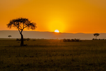 Plakat lone tree in savannah during sunrise