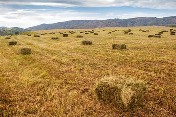 Stacks of hay in the mountains of the Trans-Ili Alatau. Harvesting time concept.
