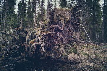 Fototapeta premium Upprooted spruce tree in the forest.