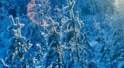 Beautiful Christmas Winter