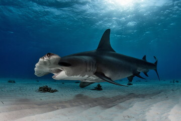Fototapeta premium Diving with Great Hammerhead on Bahamas