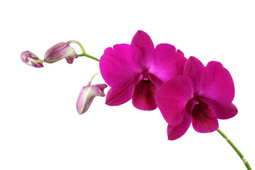 Fototapeta na wymiar Beautiful purple orchids with isolated on white background