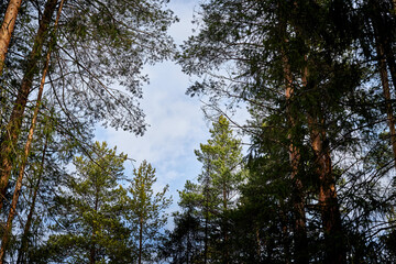 Tops and branches of firs and pines with needles on the background of a blue sky with white light clouds