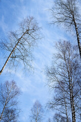 Fototapeta na wymiar The tops of bare and bald trees with thin branches against a blue sky with white light clouds