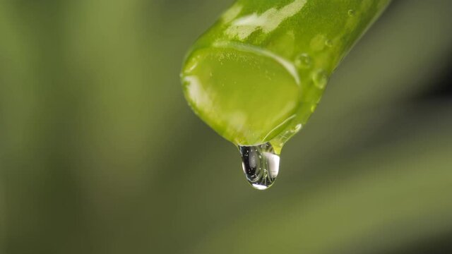 The juice of the cut aloe leaf drips slowly. The essence of the gel drains slowly from the stem. Skin protection and care.