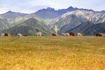 Sheep herd feeding in the meadow with a Tian-shan mountains on the background. Sheep are grazing in front of a central asian mountains.