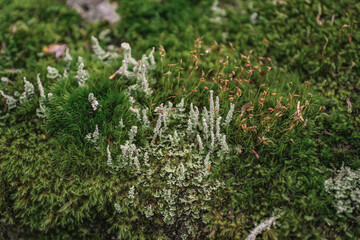 Macro photograph from small plants on moss underground