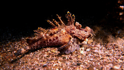 Filamented Devilfish is hiding inside the blue water of the Red Sea. 