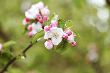 Obraz premium apple tree blossom at springtime with pink flowers