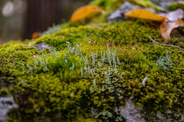 Macro photograph from small plants on moss underground
