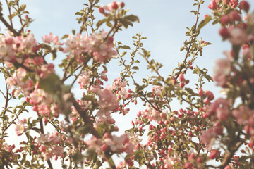 apple tree blossom at springtime with pink flowers