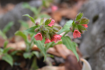 Red lungwort
