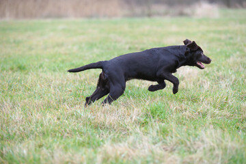 Glücklicher brauner junger Labrador läuft durch eine Wiese