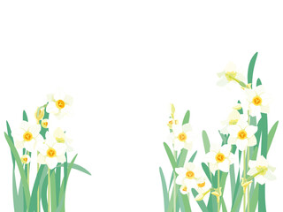 早春に咲くスイセンの花 - obrazy, fototapety, plakaty