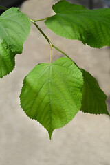 Broad-leaved lime