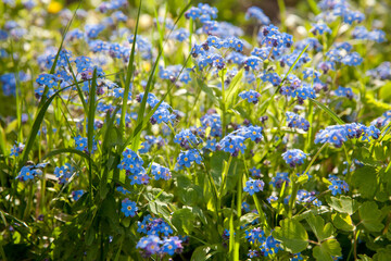 Obraz na płótnie Canvas A bunch of forget me nots. Blue flowers in summer.