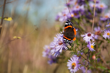 Butterfly on a flower. Butterfly with colored wings. Red admiral butterfly.