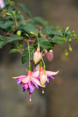 Hybrid Fuchsia