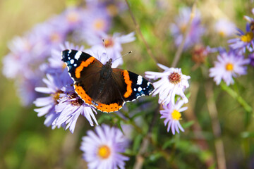 Butterfly on a flower. Butterfly with colored wings. Red admiral butterfly.