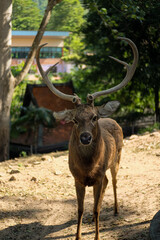 Brow-Antlered Deer Thamin, Rucervus eldii thamin, Brow-Antlered Deer Thamin Facing at the Camera, Chonburi, Thailand