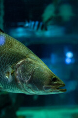 Mangrove Jack Fish, Lutjanus Argentimaculatus, Closeup Look of Mangrove Jack Fish Swimming, Chonburi, Thailand