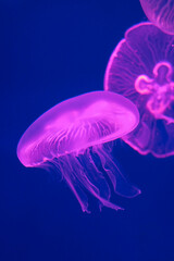 Moon Jellyfish, Aurelia aurita, Moon Jellyfish Swimming