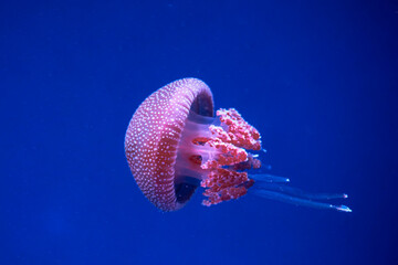 White Spotted Jellyfish, Phyllorhiza punctata, White Spotted Jellyfish Swimming, Chonburi, Thailand