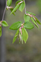 Common hornbeam