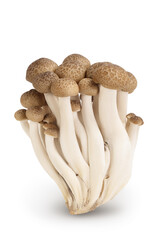 Brown beech mushrooms or Shimeji mushroom isolated on white background with clipping path and full depth of field.