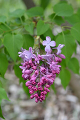 Early flowering Lilac
